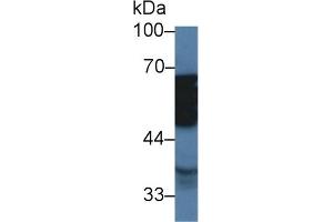 Western Blot; Sample: Porcine Stomach lysate; Primary Ab: 2µg/ml Rabbit Anti-Human TUBd Antibody Second Ab: 0. (TUBD1 antibody  (AA 190-453))