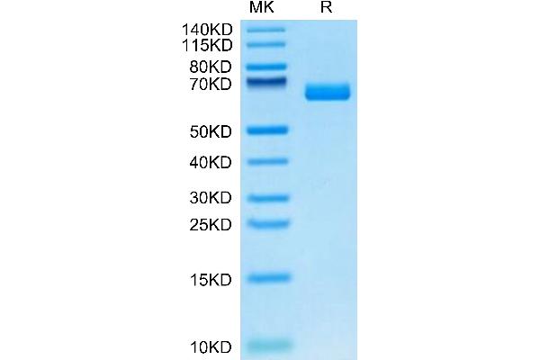 EPH Receptor A2 Protein (EPHA2) (AA 24-534) (His-Avi Tag)