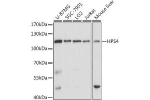 Western blot analysis of extracts of various cell lines using HPS4 Polyclonal Antibody at dilution of 1:1000. (HPS4 antibody)