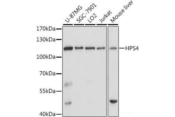 HPS4 antibody