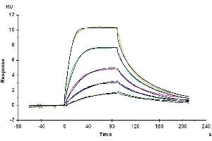 Human IL-11R alpha, His Tag immobilized on CM5 Chip can bind Human IL-11, His Tag with an affinity constant of 1. (IL-11 Protein (AA 22-199) (His tag))