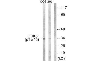 Western blot analysis of extracts from COS7 cells (line 1) treated with EGF (200ng/ml, 30mins) and 293 cells (line 2) treated with H2O2 (100μM, 15mins), using CDK5 (Phospho-Tyr15) antibody. (CDK5 antibody  (pTyr15))