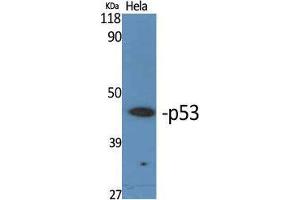 Western Blot (WB) analysis of specific cells using p53 Polyclonal Antibody. (p53 antibody  (Tyr21))
