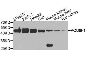 Western blot analysis of extracts of various cell lines, using POU6F1 antibody. (POU6F1 antibody  (AA 1-301))