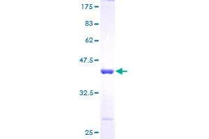 POLR2J Protein (AA 1-117) (GST tag)
