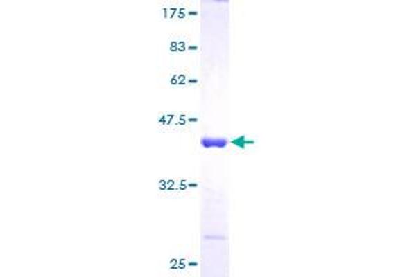 POLR2J Protein (AA 1-117) (GST tag)