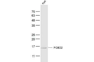 Ray eye lysates probed with PCBD2 Polyclonal Antibody, Unconjugated  at 1:300 dilution and 4˚C overnight incubation. (PCBD2 antibody  (AA 31-130))