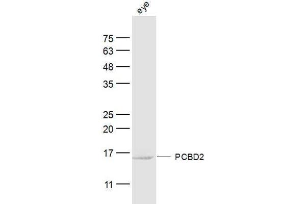 PCBD2 antibody  (AA 31-130)