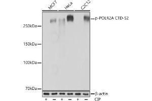 Western blot analysis of extracts of various cell lines, using Phospho-POLR2A CTD-S2 Rabbit mAb  at 1:1000 dilution. (POLR2A/RPB1 antibody  (pSer2))
