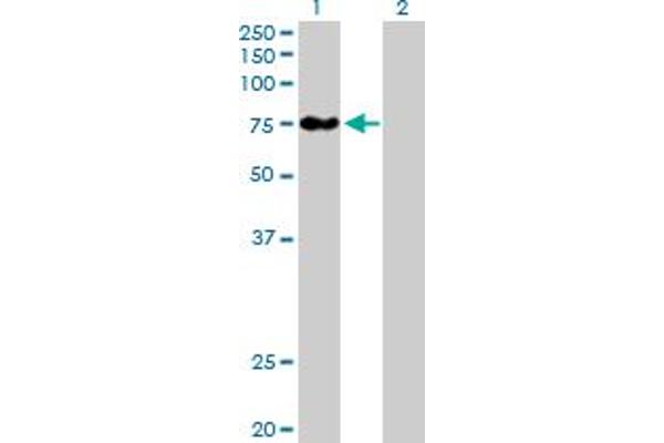 BBS12 antibody  (AA 1-710)