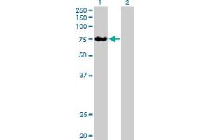 Western Blot analysis of BBS12 expression in transfected 293T cell line by BBS12 MaxPab polyclonal antibody.