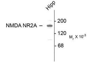 Image no. 1 for anti-Glutamate Receptor, Ionotropic, N-Methyl D-Aspartate 2a (GRIN2A) (C-Term) antibody (ABIN372679) (NMDAR2A antibody  (C-Term))