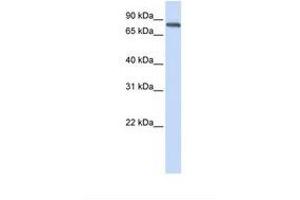 Image no. 1 for anti-Acid Phosphatase 6, Lysophosphatidic (ACP6) (AA 36-85) antibody (ABIN6738451) (ACP6 antibody  (AA 36-85))