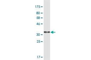 Western Blot detection against Immunogen (34. (PPP3CC antibody  (AA 1-81))