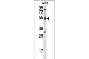 CCNI Antibody (C-term) (ABIN656962 and ABIN2846146) western blot analysis in WiDr cell line lysates (35 μg/lane). (Cyclin I antibody  (C-Term))