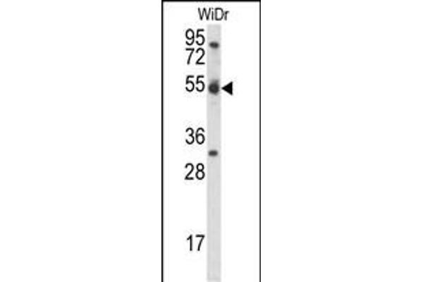 Cyclin I anticorps  (C-Term)