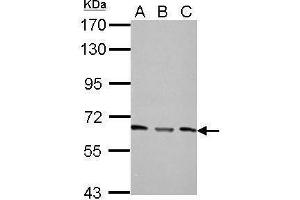 WB Image Sample (30 ug of whole cell lysate) A: NIH-3T3 B: JC C: BCL-1 7. (PPP2R1A antibody  (Center))