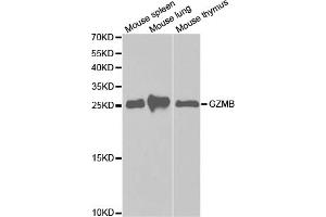 Western blot analysis of extracts of various cell lines, using GZMB antibody (ABIN5971382) at 1/1000 dilution. (GZMB antibody)
