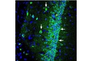 Expression of Shank1 in rat hippocampus - Immunohistochemical staining of perfusion-fixed frozen rat brain sections using Anti-Shank1 Antibody (ABIN7043626, ABIN7045152 and ABIN7045153), (1:300), followed by goat anti-rabbit-AlexaFluor-488 secondary antibody. (SHANK1 antibody  (Intracellular))