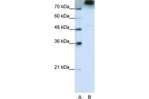 Western Blotting (WB) image for anti-Eukaryotic Translation Initiation Factor 3, Subunit B (EIF3B) antibody (ABIN2462151) (EIF3B antibody)