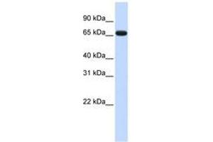 Image no. 1 for anti-Zinc Finger Protein 775 (ZNF775) (AA 36-85) antibody (ABIN6740276)