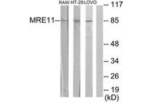 Western blot analysis of extracts from RAW264. (Mre11 antibody  (AA 431-480))