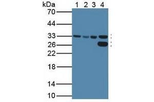 Rabbit Detection antibody from the kit in WB with Positive Control:  Sample  Lane1: Human HeLa Cells; Lane2: Human HepG2 Cells; Lane3: Human K562 Cells; Lane4: Porcine Liver Tissue. (CDK2 ELISA Kit)