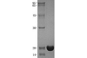 Validation with Western Blot (IFNA2 Protein)