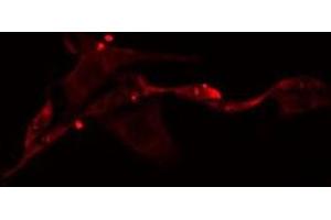 ABIN6275293 staining Hela cells by IF/ICC. (NEURL2 antibody  (Internal Region))