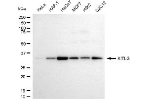 Western blotting analysis using KITLG antibody (ABIN7799212).
