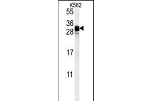 FGF7 Antibody (Center) (ABIN654152 and ABIN2844021) western blot analysis in K562 cell line lysates (35 μg/lane). (FGF7 antibody  (AA 57-86))