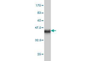 Western Blot detection against Immunogen (36. (CALCOCO2 antibody  (AA 347-446))