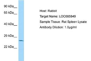 WB Suggested Anti-LOC685849 Antibody   Titration: 1. (LOC685849 antibody  (N-Term))