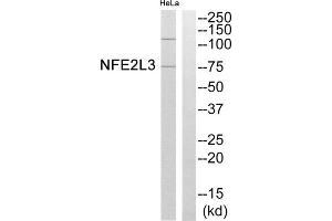 Western blot analysis of extracts from HeLa cells, using NFE2L3 antibody.