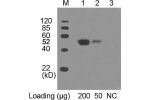 Lane 1 and 2: Multiple Tag Cell Lysate (ABIN1536505) Primary antibody: 0. (c-MYC antibody  (AA 410-419) (HRP))