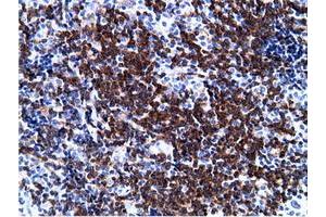 Immunohistochemical staining of paraffin-embedded Human lymph node tissue using anti-PIK3AP1 mouse monoclonal antibody. (PIK3AP1 antibody)