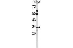 Western blot analysis of ACOT8 Antibody (C-term) in mouse liver tissue lysates (35 µg/lane). (ACOT8 antibody  (C-Term))