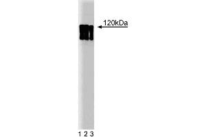 Western blot analysis of HIF-1alpha on lysate from HeLa stimulated with CoCl2, cobalt chloride. (HIF1A antibody  (AA 610-727))