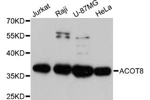 Western blot analysis of extracts of various cell lines, using ACOT8 antibody. (ACOT8 antibody)