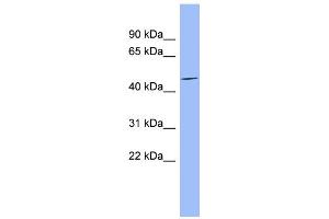 WB Suggested Anti-MFAP1 Antibody Titration: 0. (MFAP1 antibody  (Middle Region))