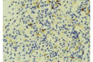 ABIN6277065 at 1/100 staining Human lymph tissue by IHC-P. (Fgr antibody  (Internal Region))
