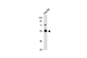 DPEP3 antibody  (C-Term)