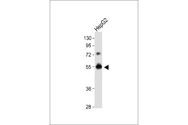 DPEP3 antibody  (C-Term)