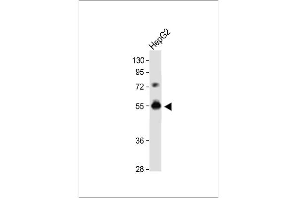 DPEP3 antibody  (C-Term)