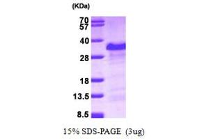 SDS-PAGE (SDS) image for Poly Binding Protein Interacting Protein 2 (PAIP2) (AA 1-127) protein (His tag) (ABIN666906) (PAIP2 Protein (AA 1-127) (His tag))