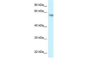 Western Blot showing FLCN antibody used at a concentration of 1 ug/ml against HCT15 Cell Lysate (FLCN antibody  (C-Term))
