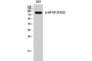 Western Blotting (WB) image for anti-Eukaryotic Translation Initiation Factor 4B (EIF4B) (pSer422) antibody (ABIN3182179)