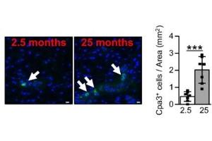 CPA3 antibody  (AA 101-200)