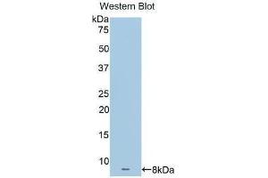 Western Blotting (WB) image for anti-Apolipoprotein C-I (APOC1) (AA 31-83) antibody (ABIN1172668)