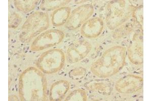 Immunohistochemistry of paraffin-embedded human kidney tissue using ABIN7150306 at dilution of 1:100